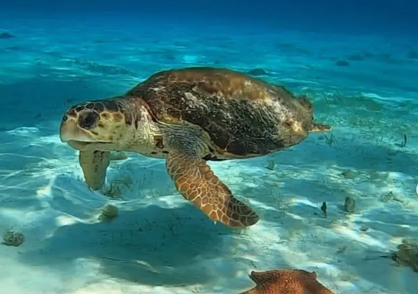 Cozumel Tortugas Beach Club