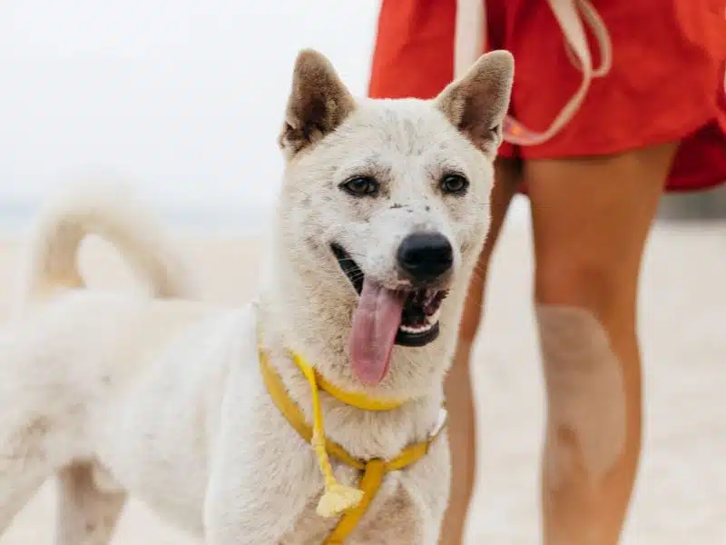 A rescue dog in Vietnam