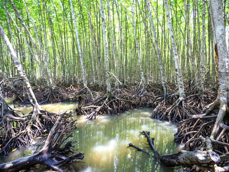 Mangrove pools with forest behind them