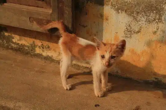 pets in vietnam