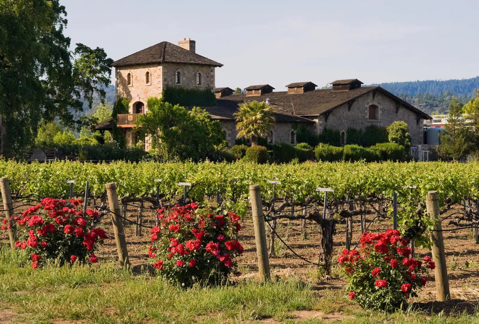 Winery in Napa Valley