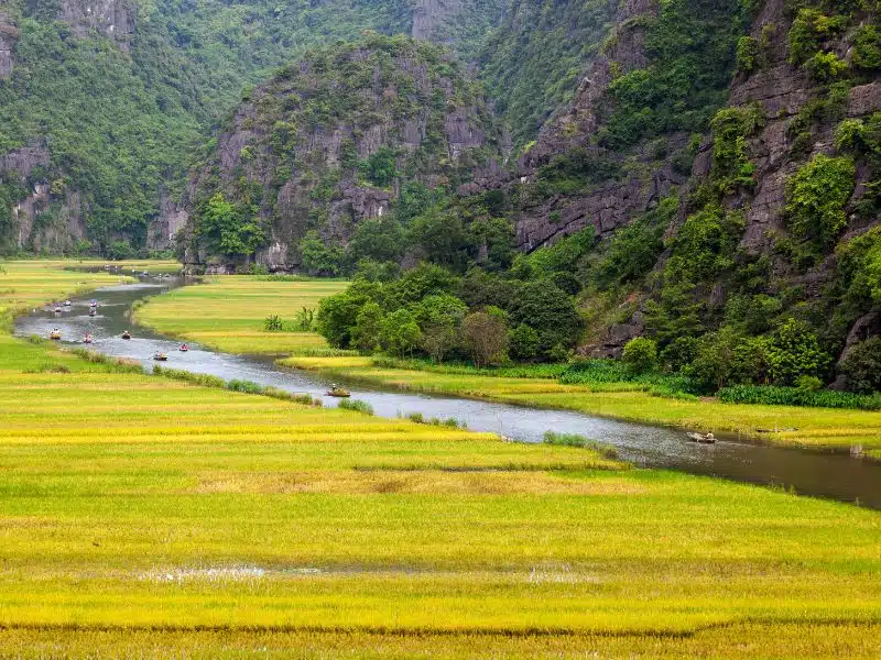 An expansive field of rice with small river flowing through it and some small boats on it, with steep hills behind