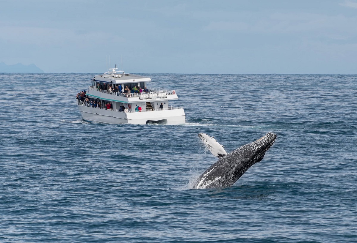 The 12 Best Places for Whale Watching – Encounters with The Giants 2024