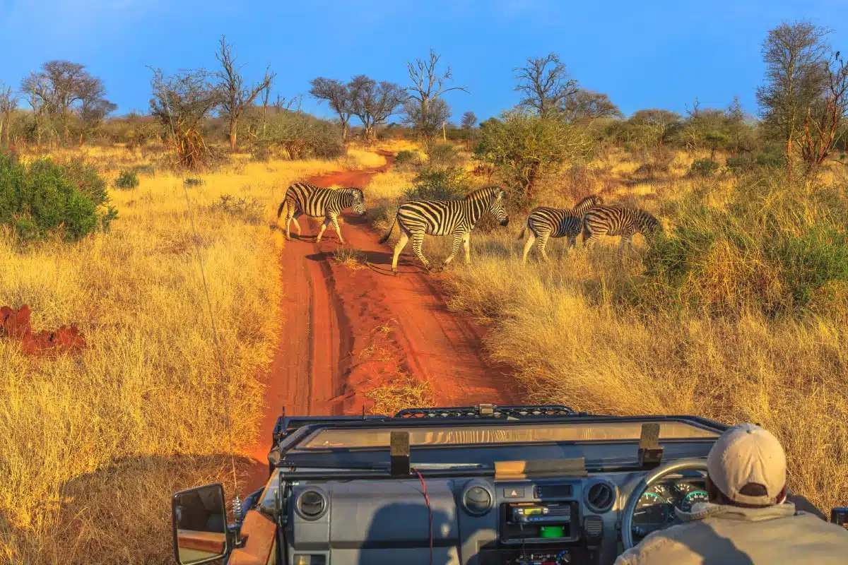 Group of Zebras cross a red sand road during a game drive safari. Madikwe savannah landscape in South Africa. The Zebra belongs to the horse family and stand out for the unique black stripes.