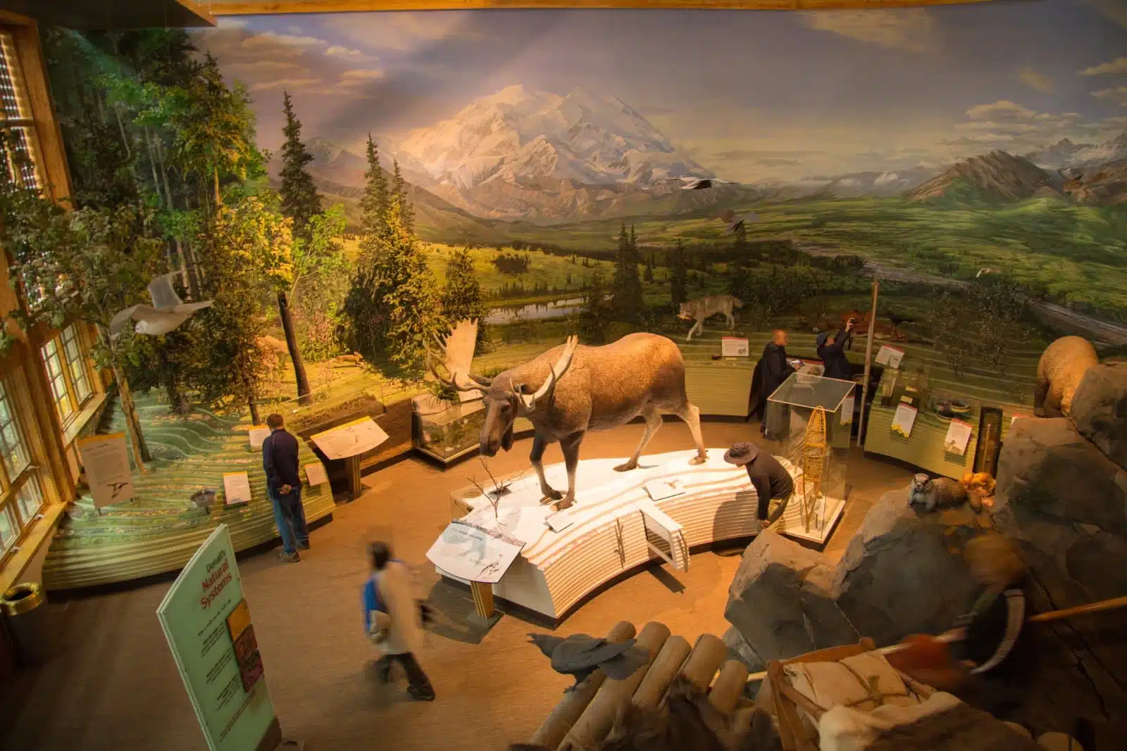 denali, people, travel, building, mountain, wolf, tourism, alaska, moose, national park, lobby, denali national park, ak, mounted, places, visitors center