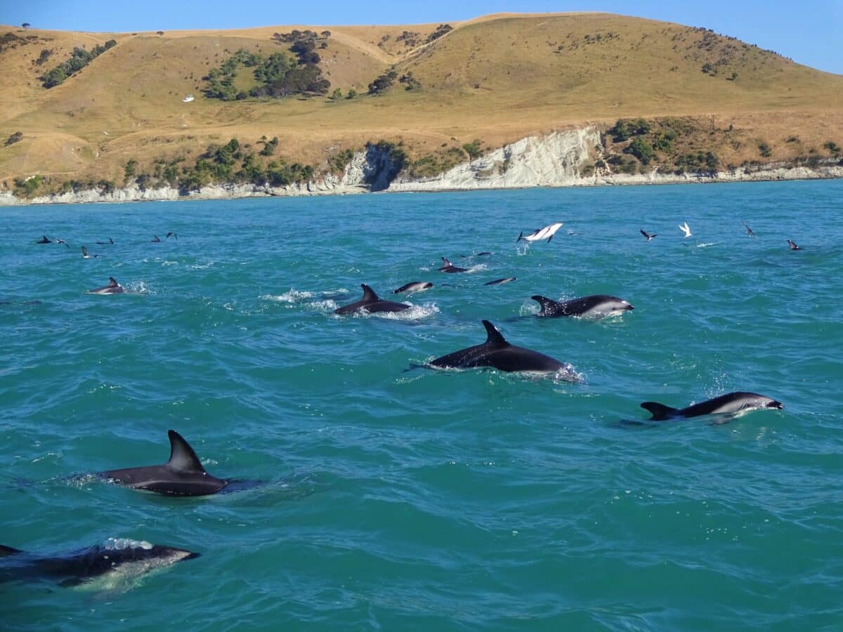 Les 12 Meilleurs Endroits Pour Observer Les Baleines - Rencontres Avec ...