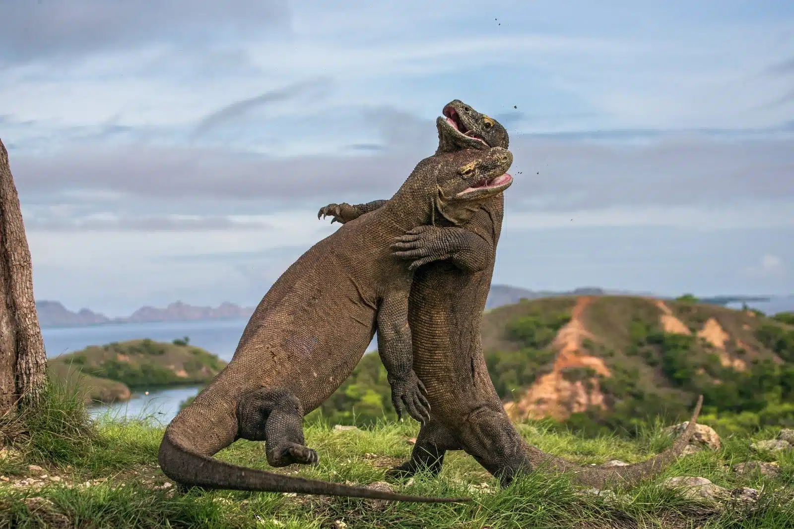 Komodo dragon