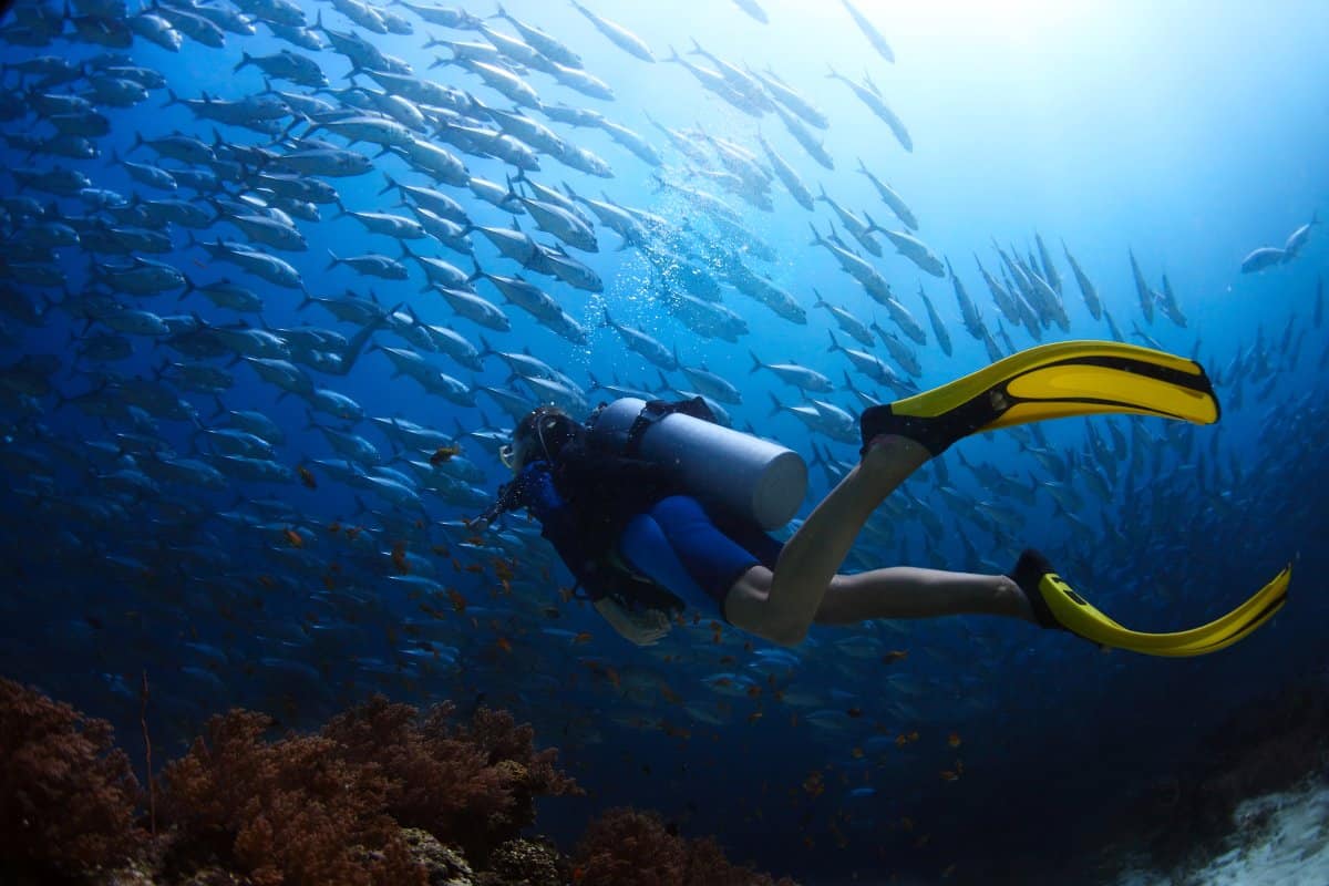 Learn How to Dive 2024 – Discovering an Underwater World