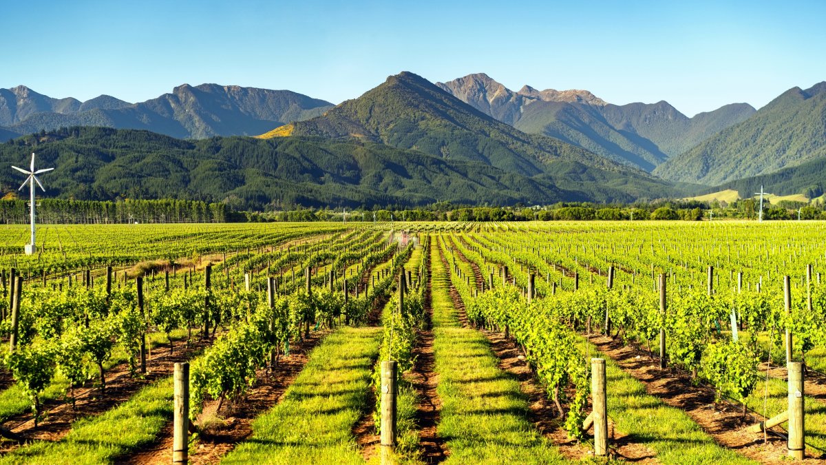 Winery Tours in New Zealand 2024 – A Guide to the 12 Best Vineyards