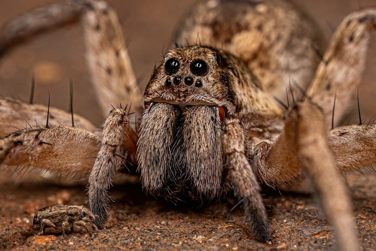 The 14 Deadliest Spiders on the Planet